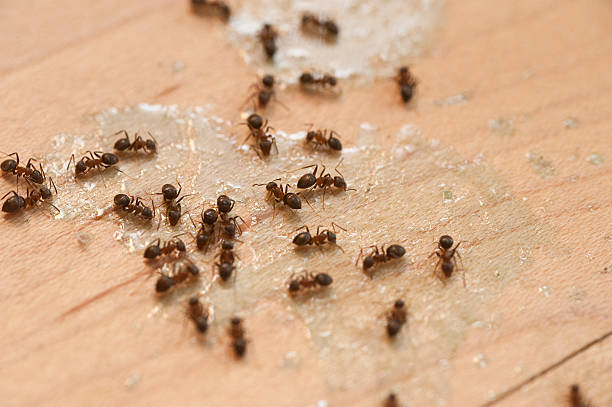 Pest Prevention Services in Darrington, WA